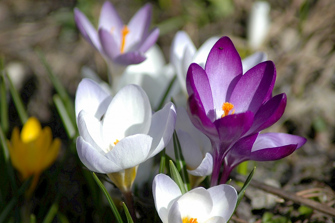 MOUNTAIN FLOWERS